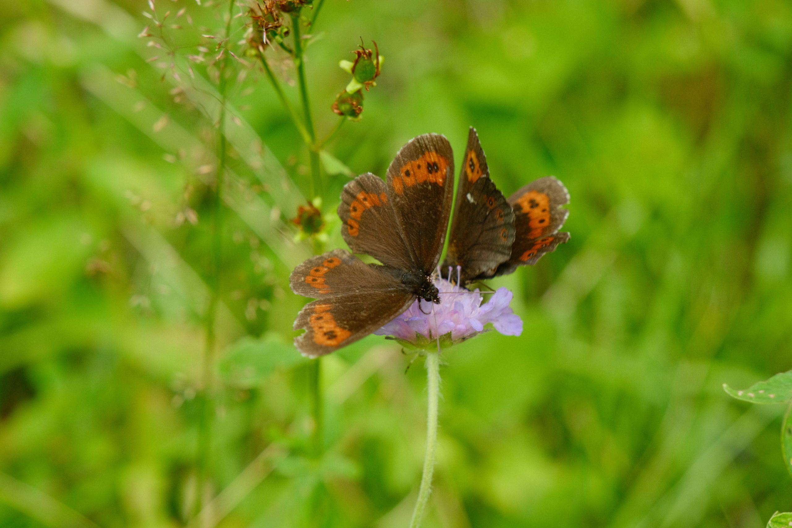 Fløyelsringvinge på rødknapp. Rødknapp er en plante som mange insekter nyter godt av! Foto: Bymiljøetaten.